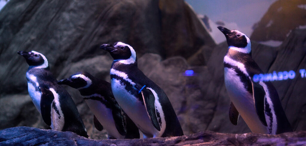 Oceanic Aquarium recebe 15 mil estudantes em projeto de educação ambiental em 2025