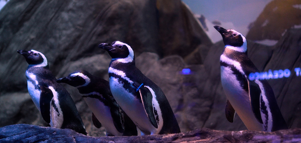 Oceanic Aquarium recebe 15 mil estudantes em projeto de educação ambiental em 2025