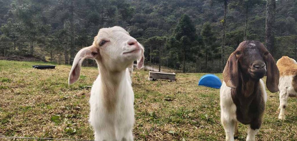 Hotel Fazenda Serra do Panelão: onde a natureza, a história e o acolhimento se encontram na Serra Catarinense
