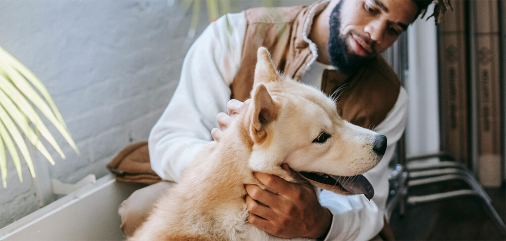 Cão, gato e partilha: o novo conflito dos divórcios modernos