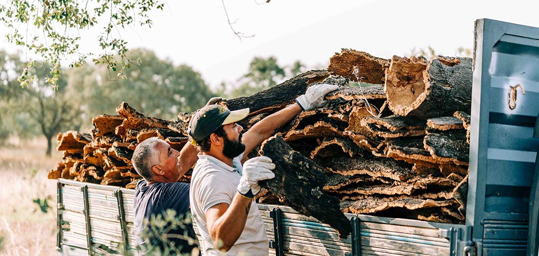Curiosidades que você não sabia sobre a cortiça produzida no Alentejo