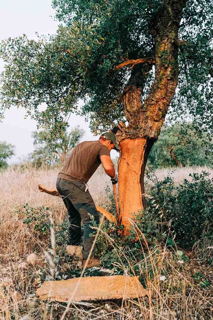 Curiosidades que você não sabia sobre a cortiça produzida no Alentejo
