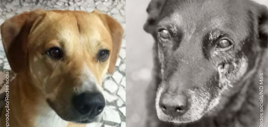 A violência contra animais é espelho da nossa consciência coletiva