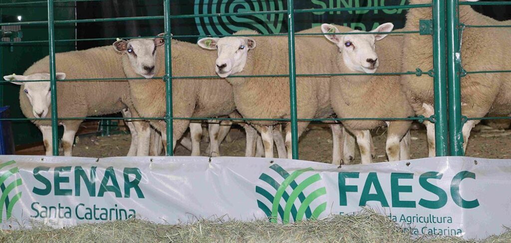 Água Doce promove 4º Top Ovinos ATeG e Convidados e fortalece atividade na região e no Estado