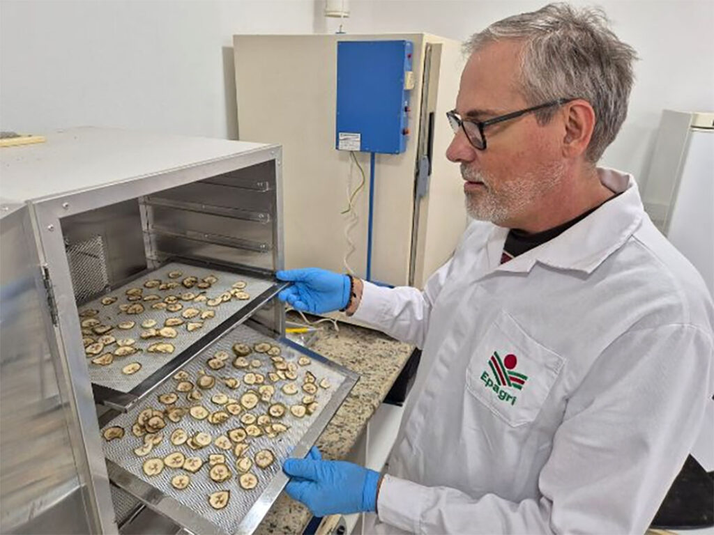 Epagri avalia cultivares de banana em SC
