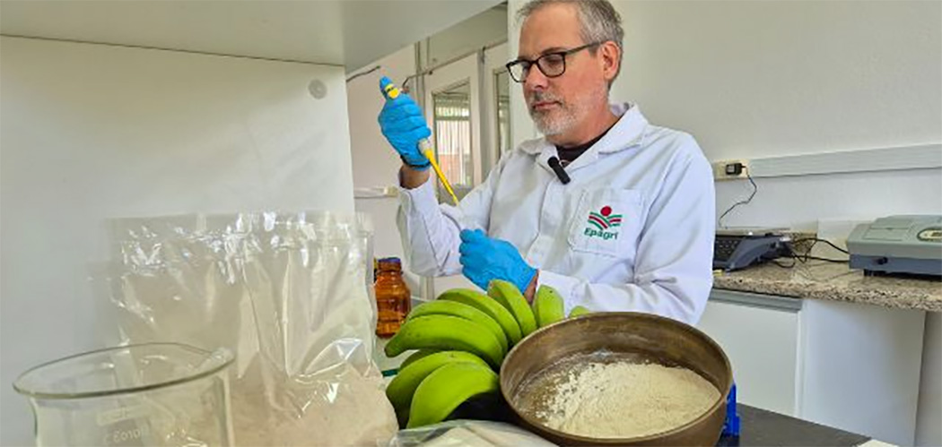 Epagri avalia cultivares de banana em SC -