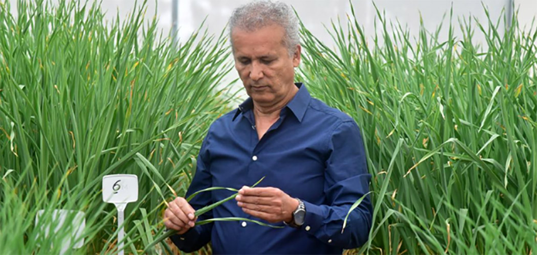 Epagri desenvolve cultivar de alho