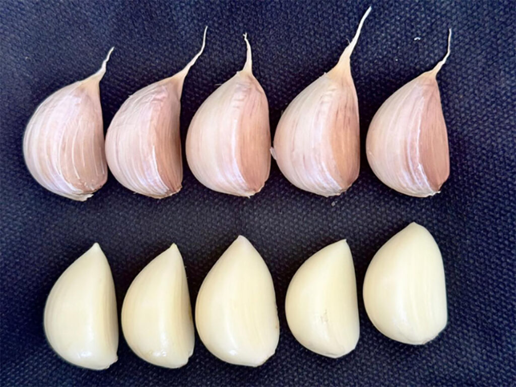 Epagri desenvolve cultivar de alho pérola