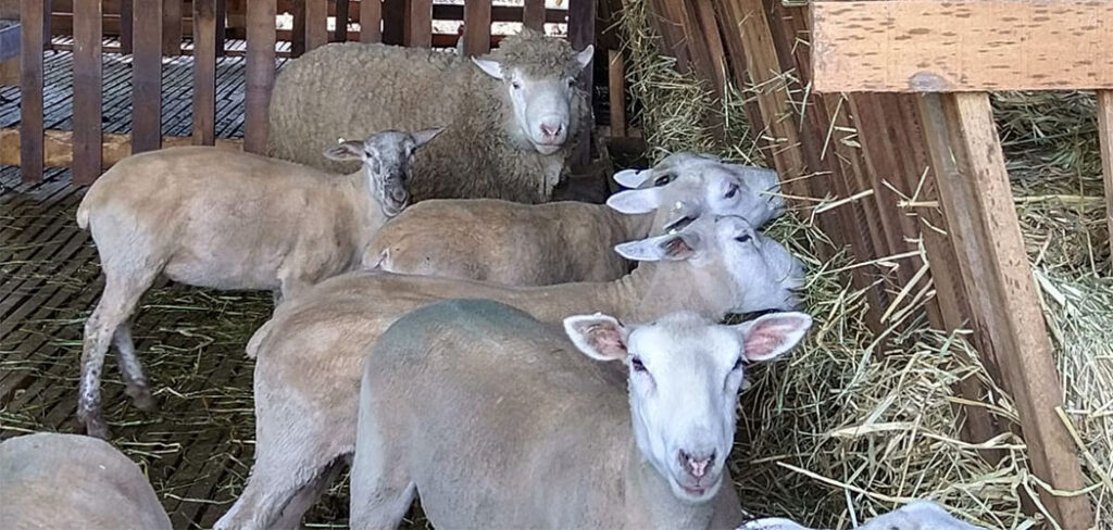 Ovinocaprinocultura em Santa Catarina