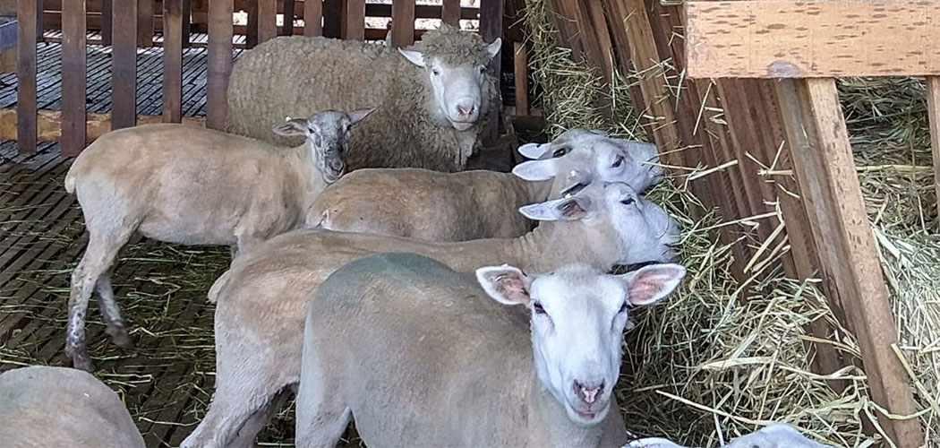 Ovinocaprinocultura em Santa Catarina