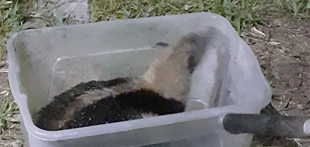 Além das prais: Calor do Carnaval eleva ocorrências com insetos e animais silvestres em SC 