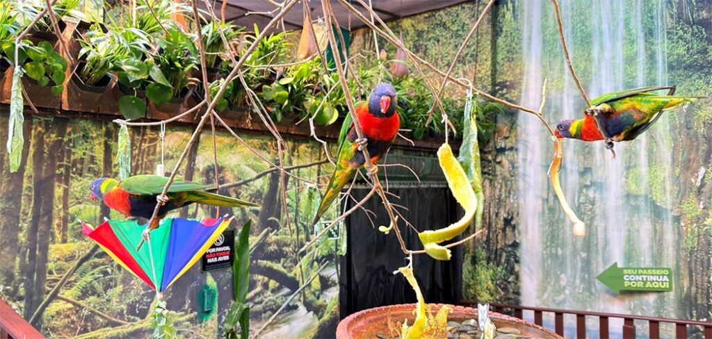 Bateria, brilho e fantasia natural: conheça animais que parecem feitos para o Carnaval no Oceanic Aquarium 