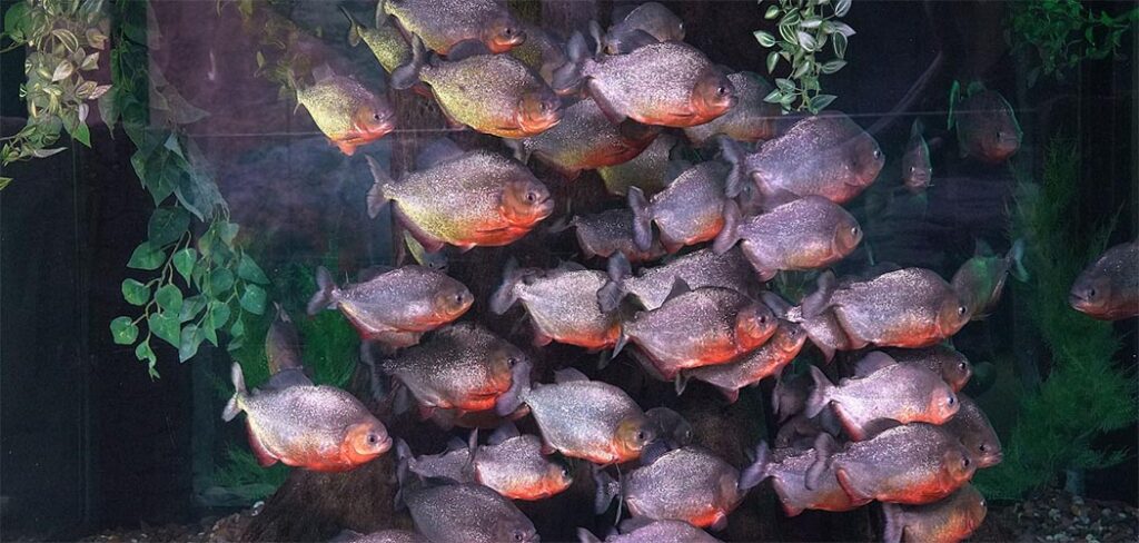 Bateria, brilho e fantasia natural: conheça animais que parecem feitos para o Carnaval no Oceanic Aquarium 