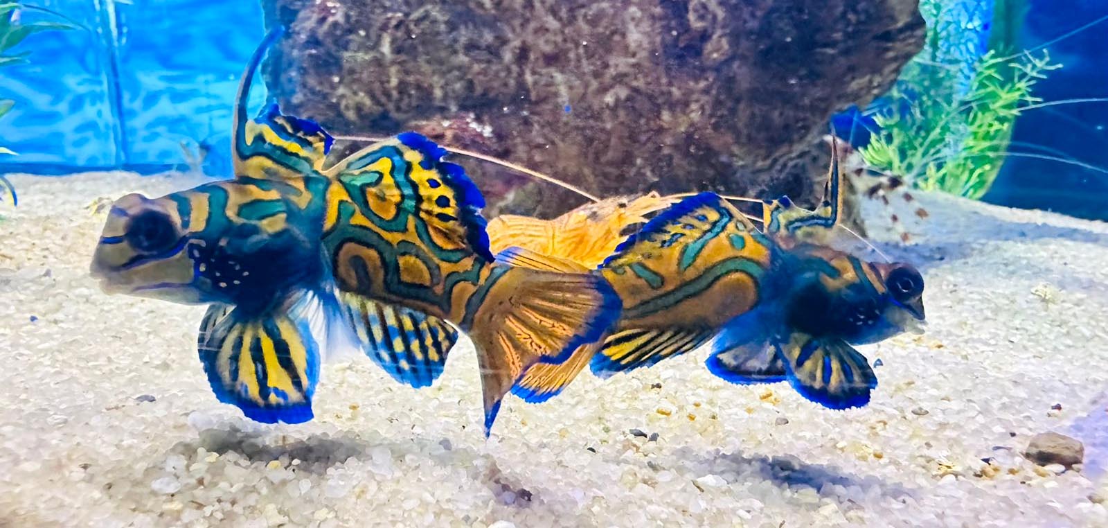 Bateria, brilho e fantasia natural: conheça animais que parecem feitos para o Carnaval no Oceanic Aquarium