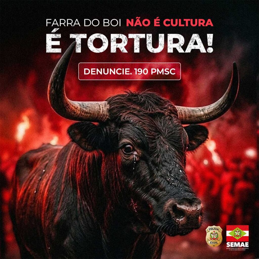 Farra do Boi em SC - 