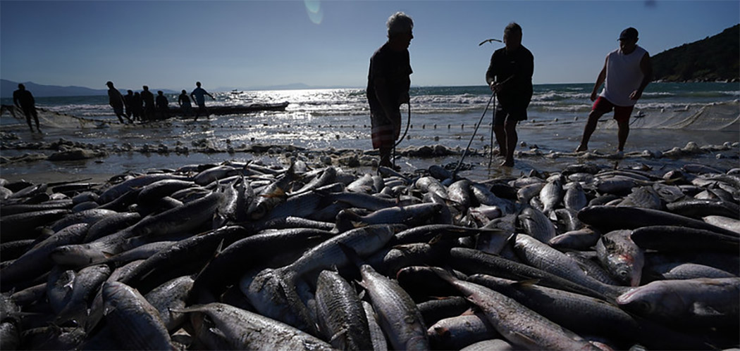 Pesca Tainha em SC