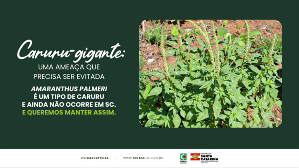 SC evitar entrada do caruru-gigante em lavouras 