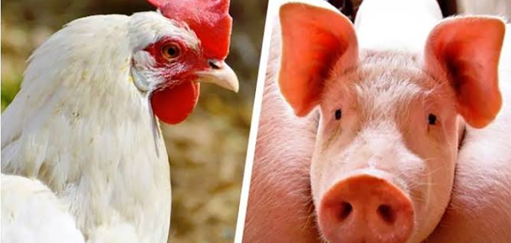 Carnes: Guerra pressiona produção e desafia cadeia exportadora de Santa Catarina