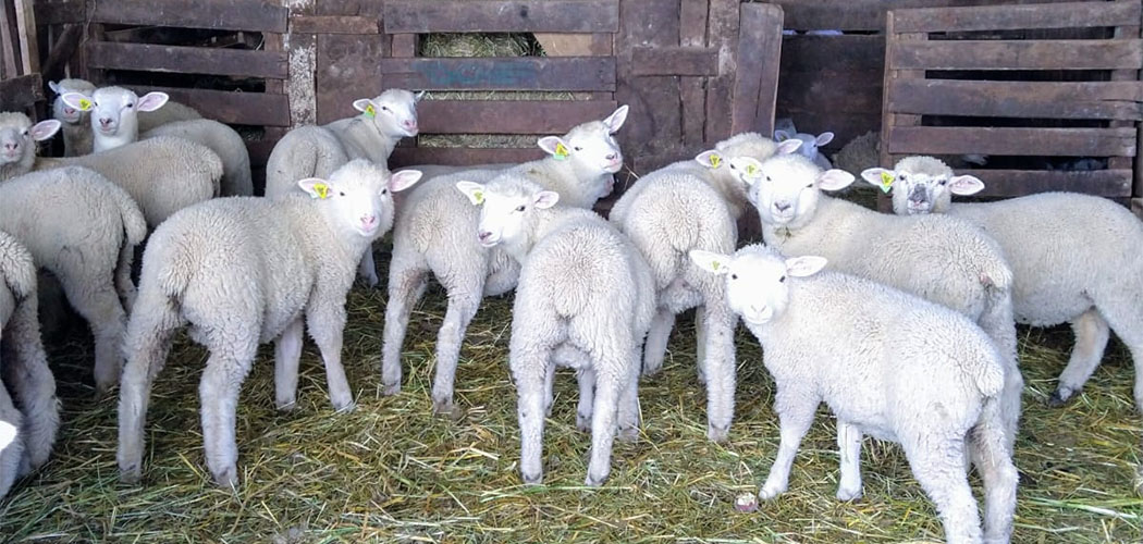 Ovinocaprinocultura vem ganhando espaço como alternativa de diversificação da produção em Santa Catarina