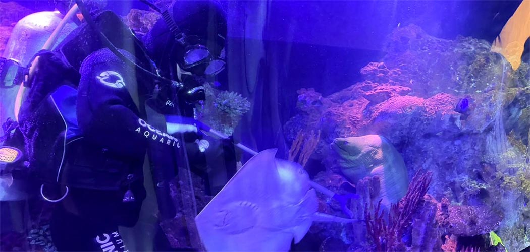 Mulheres que fazem a diferença nos bastidores do Oceanic Aquarium