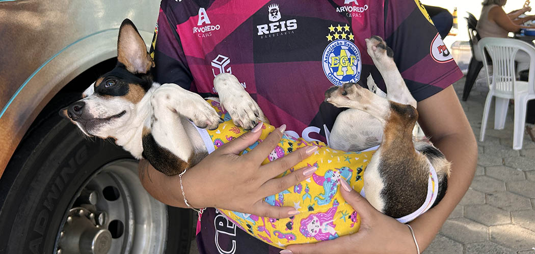 Abril Laranja: Governo de SC destaca ações de proteção e bem-estar animal