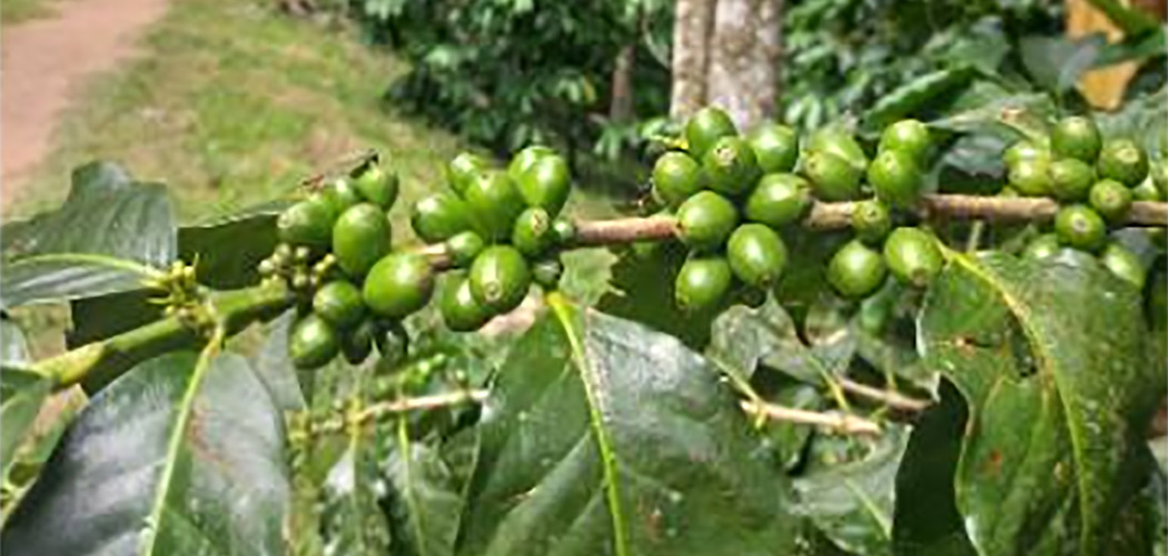 Café cultivado à sombra de outras espécies tem potencial para diversificar renda na agricultura familiar de SC/Foto: Divulgação / Epagri
