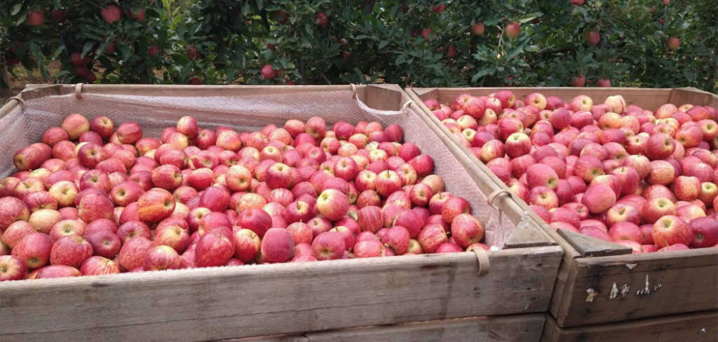 Com autorização da certificação que passa a ser feita em SC, produtores de maçã não precisam mais enviar a fruta ao RS antes do embarque para outros países
