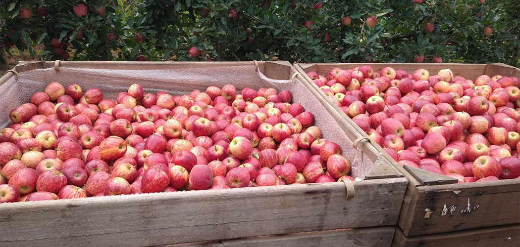 Com autorização da certificação que passa a ser feita em SC, produtores de maçã não precisam mais enviar a fruta ao RS antes do embarque para outros países