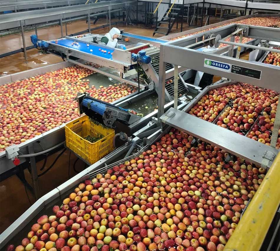 A sanidade vegetal é um dos fatores para o sucesso da maçã catarinense no mercado internacional