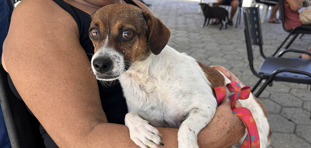Abril Laranja: Governo de SC destaca ações de proteção e bem-estar animal