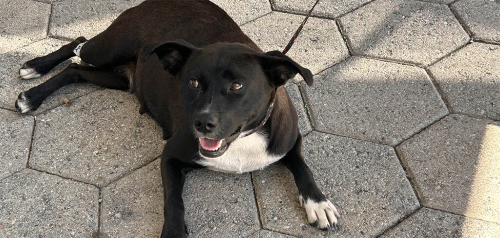 Abril Laranja: Governo de SC destaca ações de proteção e bem-estar animal