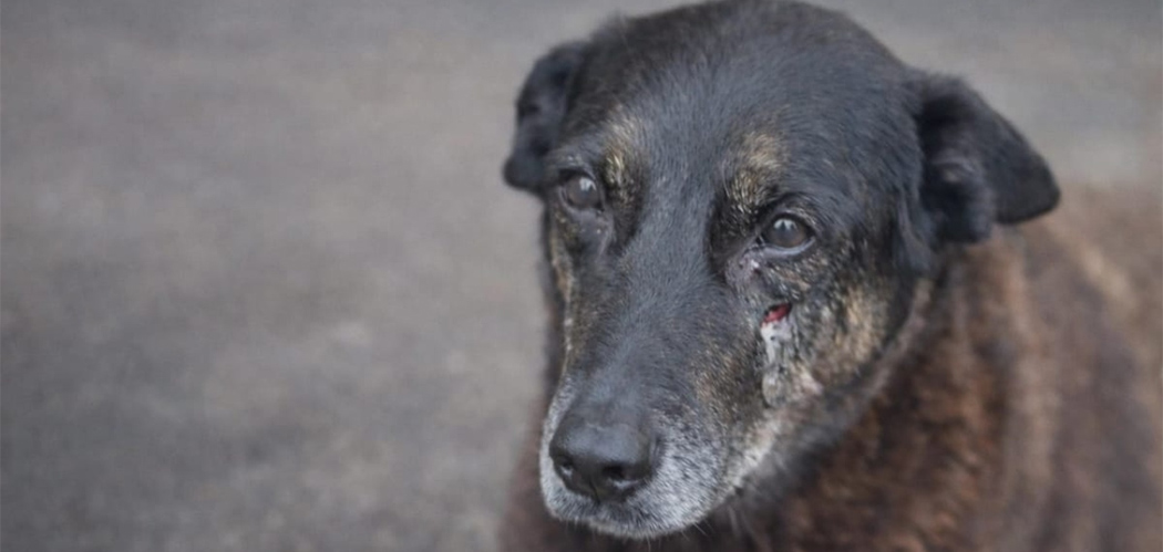 Provas periciais mostram que adolescentes e cão Orelha não estiveram juntos na praia e afastam agressão