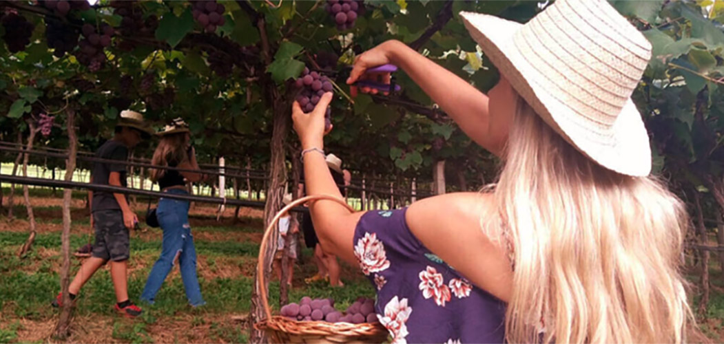 Abertas inscrições para mestrado profissional em Viticultura e Enologia no IFSC