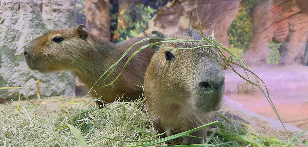 Capivaras: 5 curiosidades sobre o maior roedor do mundo que encanta visitantes em BC