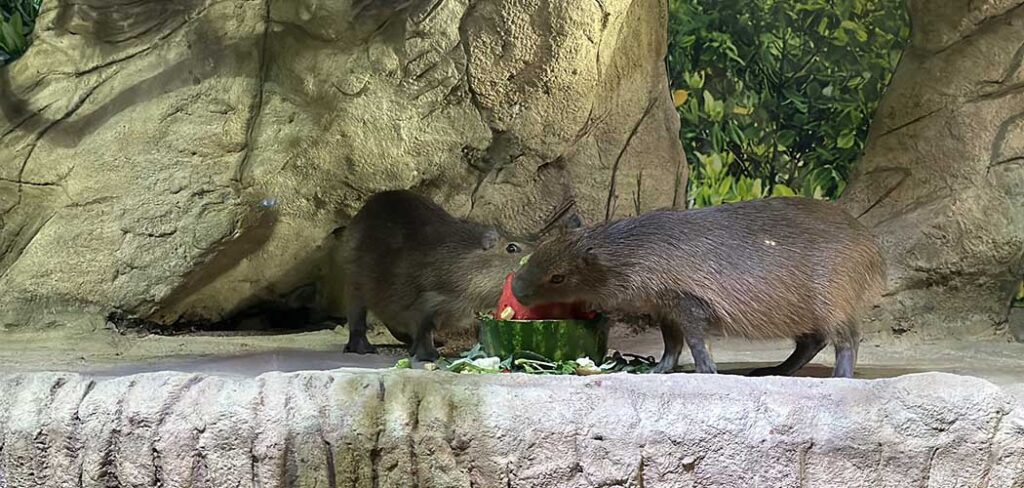 Capivaras: 5 curiosidades sobre o maior roedor do mundo que encanta visitantes em BC