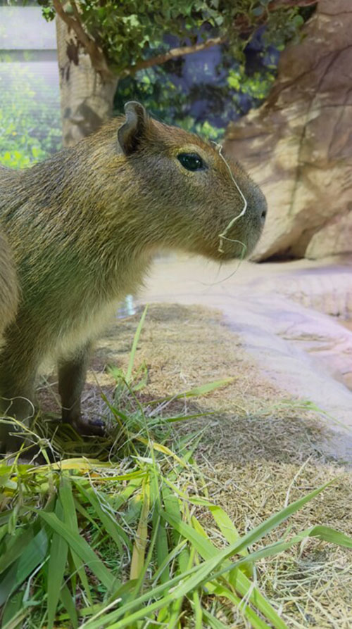Capivaras: 5 curiosidades sobre o maior roedor do mundo que encanta visitantes em BC