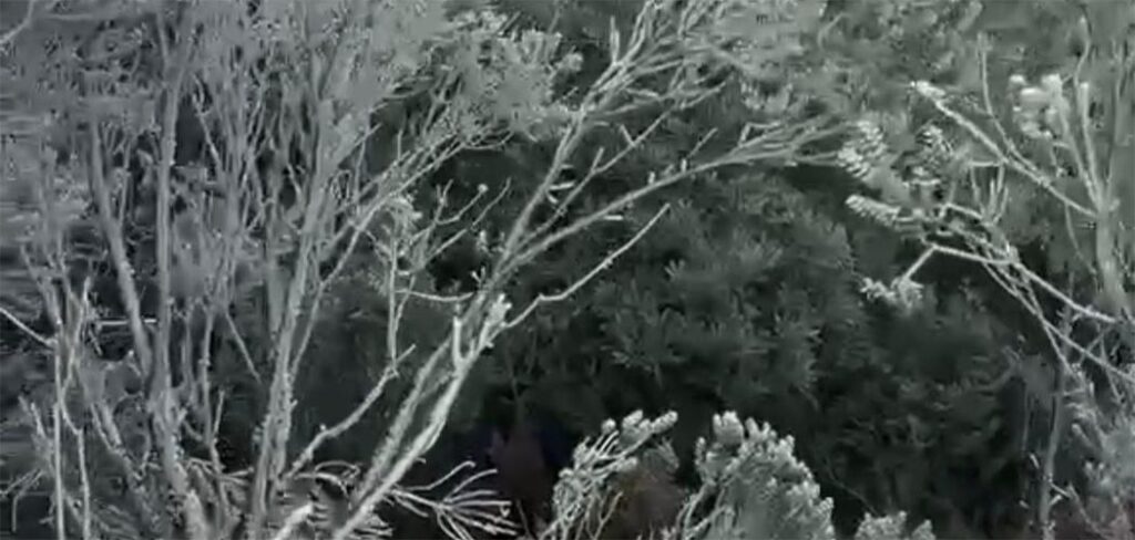 SC registra primeiros flocos de neve de 2026 em SC