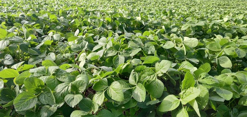 Campos Novos agro