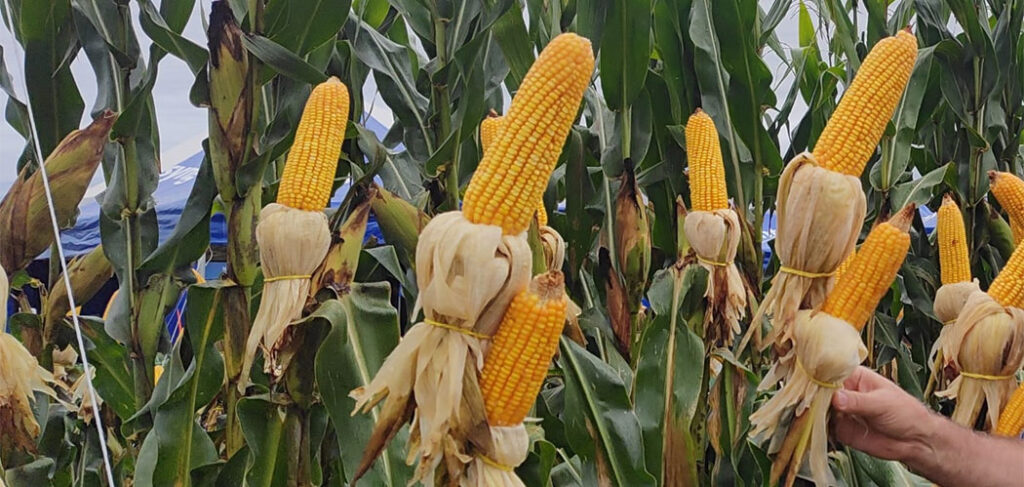 Campos Novos mantém a posição de Celeiro do Agronegócio em SC
