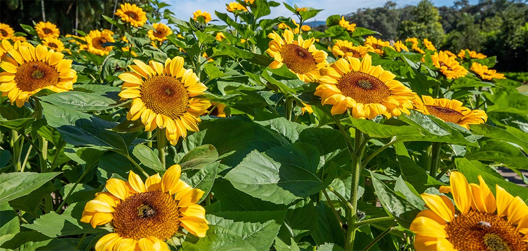 Joinville sedia 9ª edição do Festival dos Girassóis com mais de 30 mil flores e novas variedades