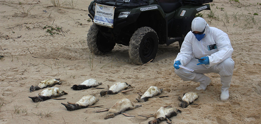 Pinguins mortos na praia