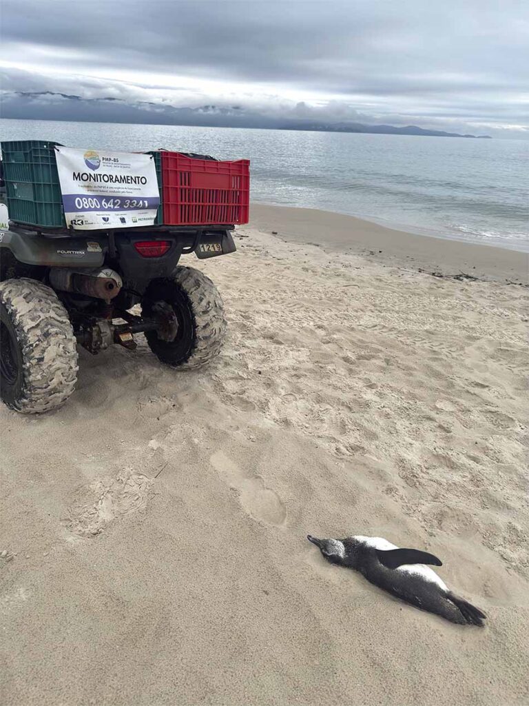 Pinguins mortos na praia em SC