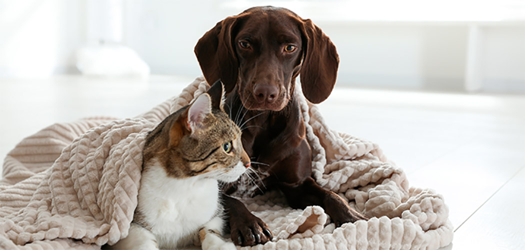 Frio exige cuidado especial com os pets