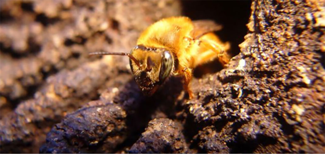 A extinção das abelhas pode colocar a humanidade em risco?