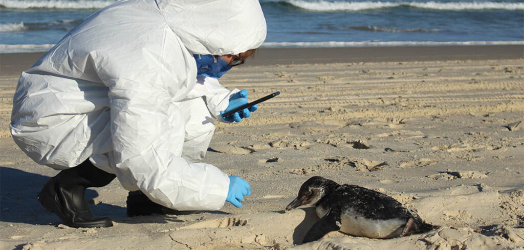 Mais de 2 mil pinguins já foram registrados em Florianópolis em 2026