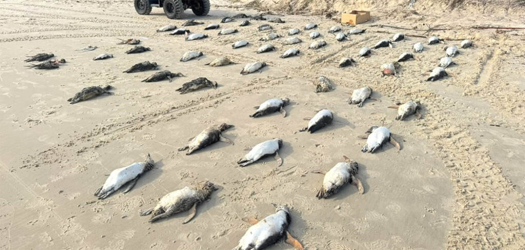 Mais de 2 mil pinguins já foram registrados em Florianópolis em 2026