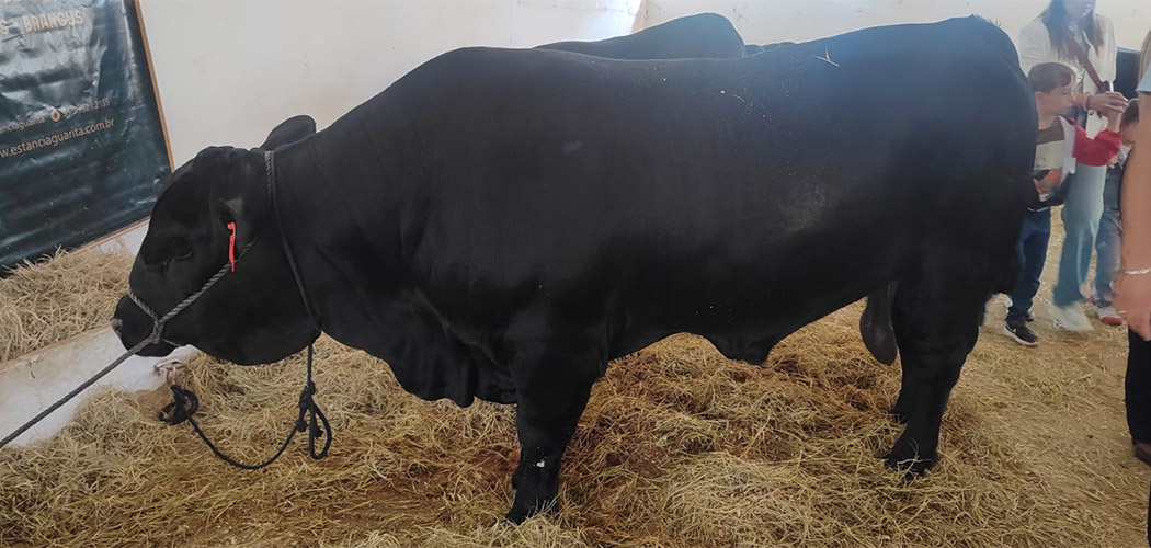Leilões de touros movimentam mercado de genética bovina em Santa Catarina