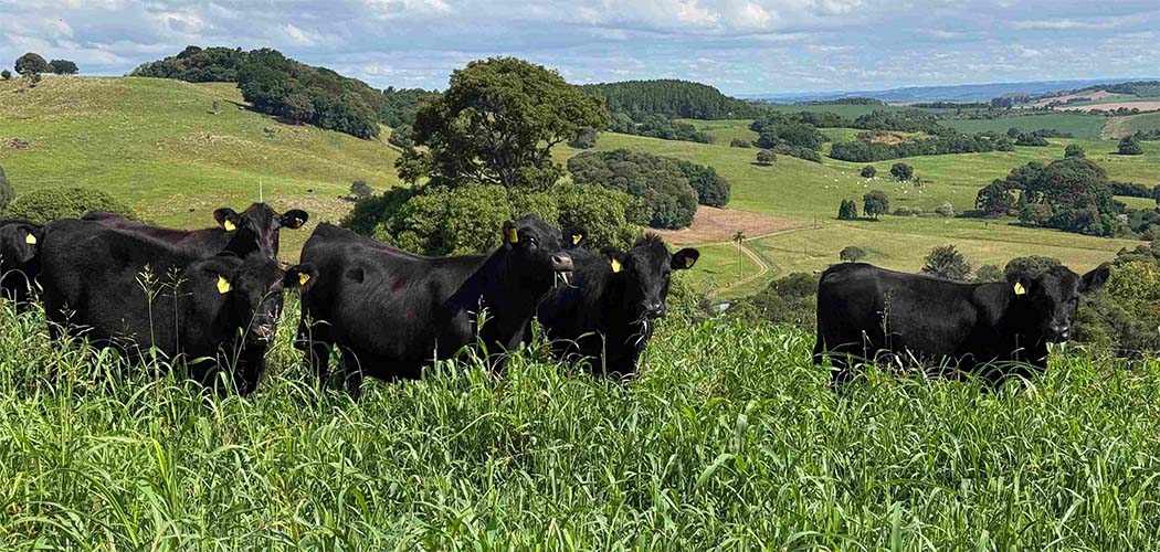 Mercado de terneiros encerra primeiro semestre de 2026 com valorização de 19% em SC