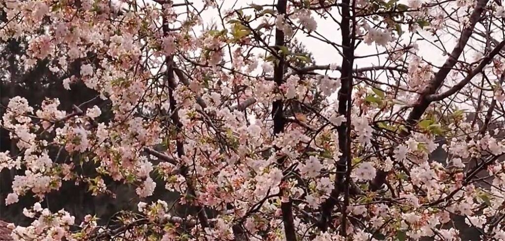 24ª Sakura Matsuri celebra a florada das cerejeiras e fortalece o turismo em Frei Rogério