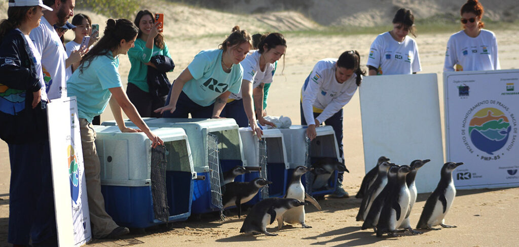 Pinguins são reabilitados e devolvidos ao mar em Florianópolis